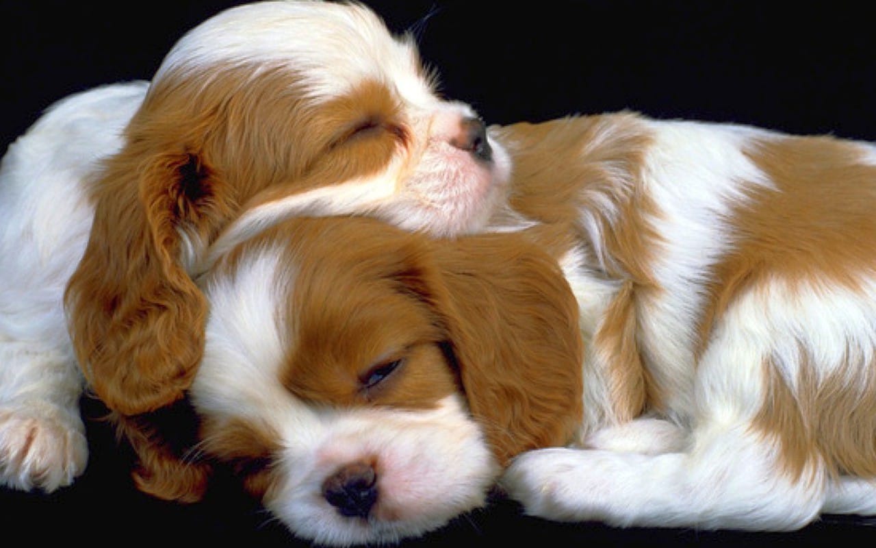 Chó con ngủ nhiều là hình ảnh đáng yêu và đáng nhớ. Hãy xem bức ảnh này và cảm nhận sự yên bình và ngọt ngào của giấc ngủ của chú chó nhỏ này.
