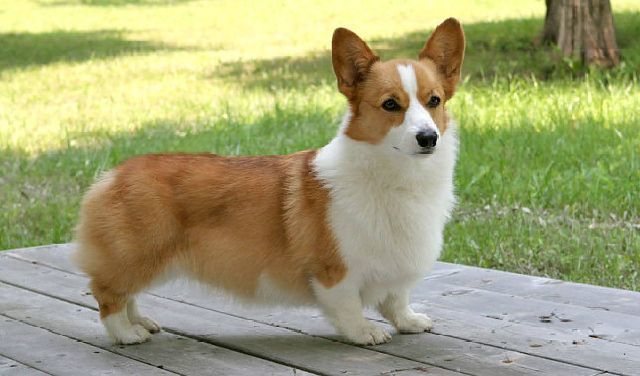 Bán chó Corgi HCM