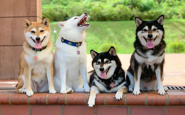 Bán chó shiba inu giá rẻ tại HCM