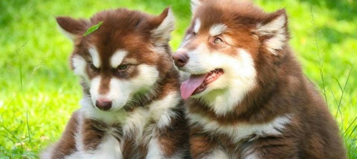 5 điểm nổi bật của chó Alaska nâu đỏ mà bạn cần biết
