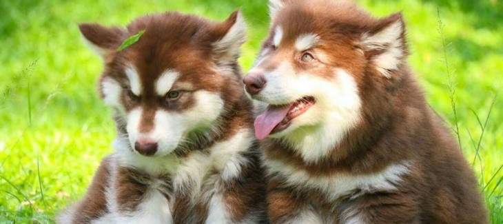 5 điểm nổi bật của chó Alaska nâu đỏ mà bạn cần biết 5 điểm nổi bật của chó Alaska nâu đỏ mà bạn cần biết