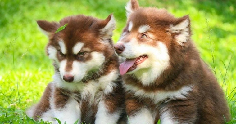 5 điểm nổi bật của chó Alaska nâu đỏ mà bạn cần biết