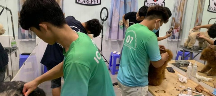 Các bước tiến hành cạo lông chó như thế nào? Các bước tiến hành cạo lông chó như thế nào?