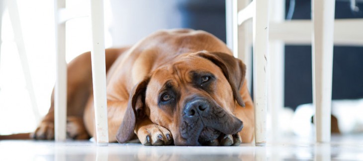 Cách xoa dịu khi cún cưng lo lắng sợ hãi Cách xoa dịu khi cún cưng lo lắng sợ hãi