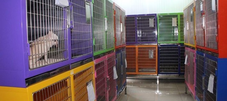 Khách sạn thú cưng Khách sạn thú cưng