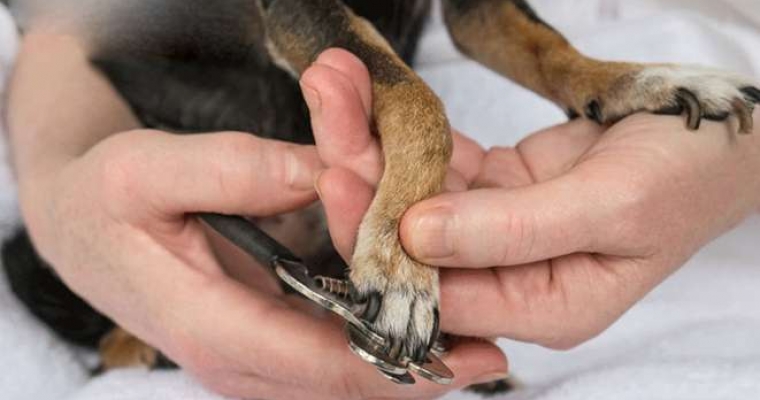Cách cắt tỉa móng chân cho chó