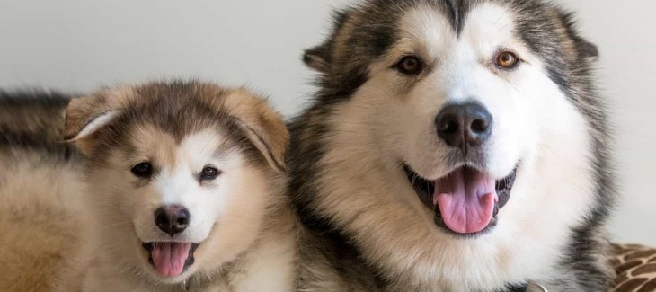 Cách phân biệt chó Alaska thuần chủng và không thuần chủng