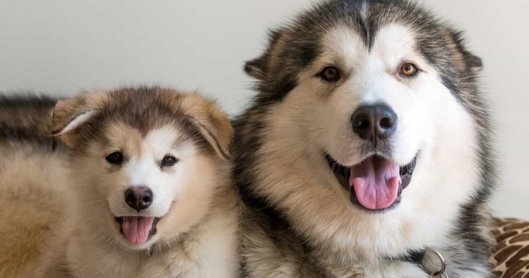 Cách phân biệt chó Alaska thuần chủng và không thuần chủng