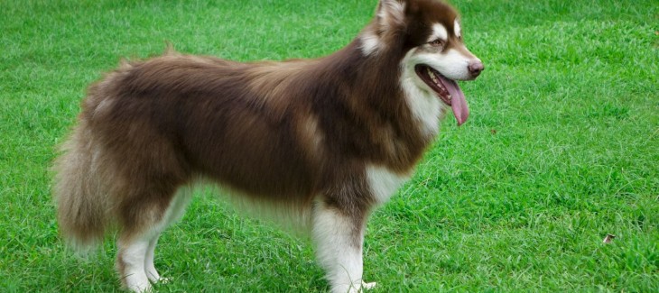 Chó Alaska màu nâu đỏ và những đặc điểm nổi bật