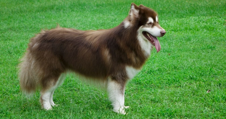 Chó Alaska màu nâu đỏ và những đặc điểm nổi bật Chó Alaska màu nâu đỏ và những đặc điểm nổi bật