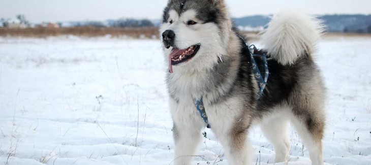 Chó Alaska thuần chủng có những đặc điểm gì? Chó Alaska thuần chủng có những đặc điểm gì?