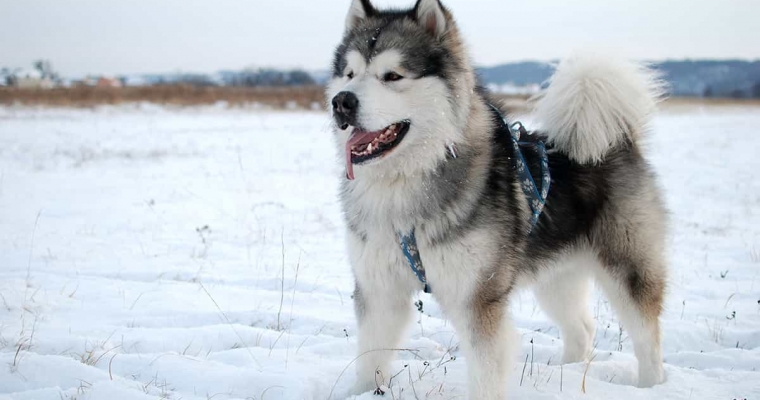 Chó Alaska thuần chủng có những đặc điểm gì?