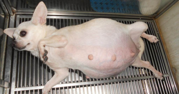 Hiện tượng chó mang thai giả là gì? Cách khắc phục mang thai giả ở chó Hiện tượng chó mang thai giả là gì? Cách khắc phục mang thai giả ở chó