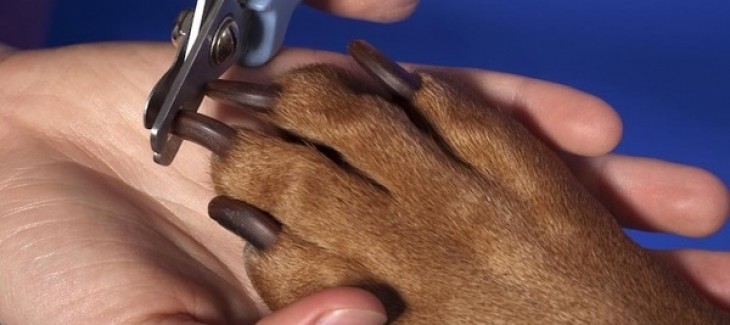 Quy trình cắt móng và những chú ý khi cắt tỉa móng cho chó