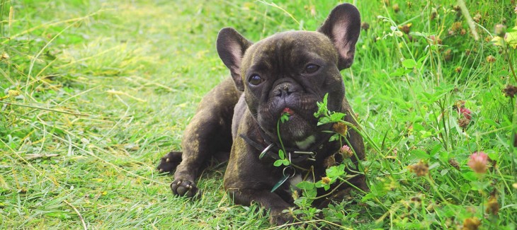 Tại sao chó hay ăn cỏ và lá cây