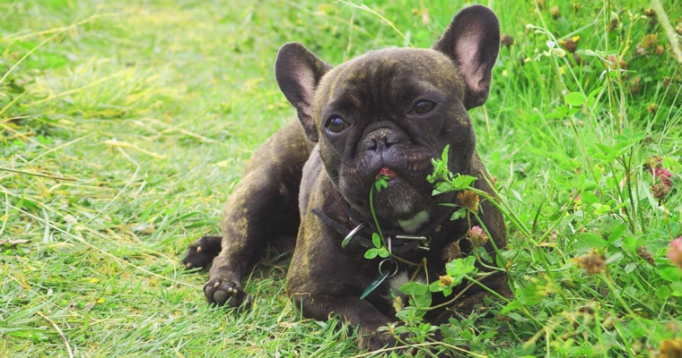 Tại sao chó hay ăn cỏ và lá cây