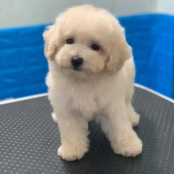 Poodle trắng thuần chủng 01