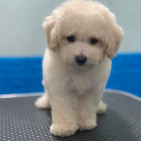 Poodle trắng thuần chủng 02
