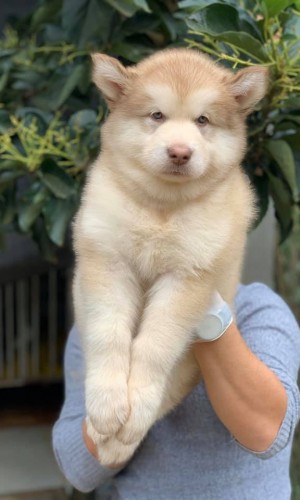 Alaska Hồng Phấn 03 Alaska Hồng Phấn 03