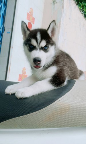 Husky đen trắng mắt xanh 01 Husky đen trắng mắt xanh 01