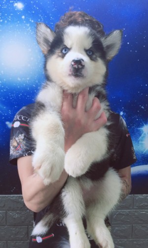Husky đen trắng mắt xanh 02 Husky đen trắng mắt xanh 02