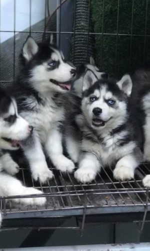 Husky đen trắng mắt xanh 03 Husky đen trắng mắt xanh 03