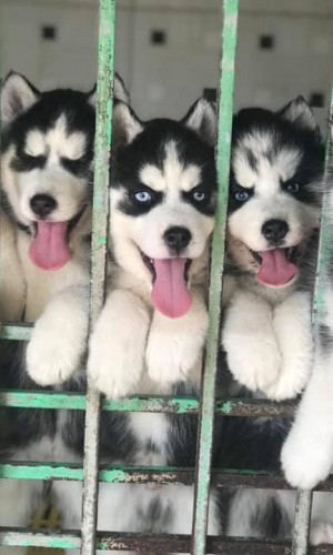 Husky đen trắng mắt xanh 04 Husky đen trắng mắt xanh 04