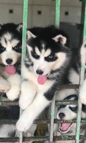 Husky đen trắng mắt xanh 06 Husky đen trắng mắt xanh 06