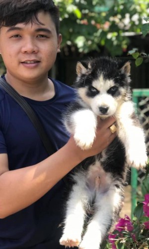 Husky Wooly đen trắng mắt xanh 01 Husky Wooly đen trắng mắt xanh 01