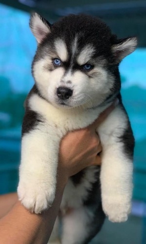 Husky Wooly đen trắng mắt xanh 02 Husky Wooly đen trắng mắt xanh 02