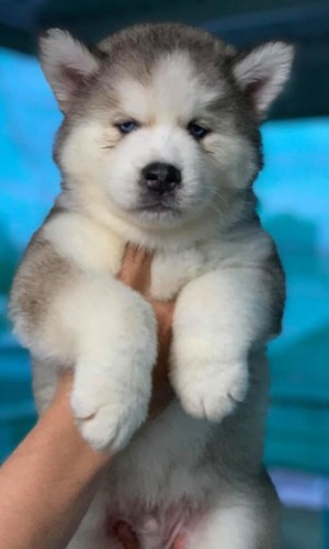 Husky Wooly xám trắng mắt xanh 03 Husky Wooly xám trắng mắt xanh 03