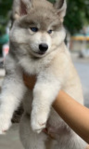 Husky Wooly xám trắng mắt xanh 05 Husky Wooly xám trắng mắt xanh 05