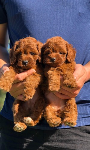 Poodle nâu đỏ thuần chủng 02 Poodle nâu đỏ thuần chủng 02