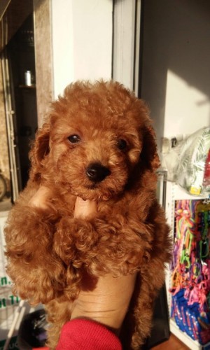 Poodle nâu đỏ thuần chủng 04 Poodle nâu đỏ thuần chủng 04