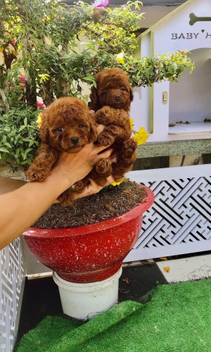 Poodle nâu đỏ thuần chủng 05 Poodle nâu đỏ thuần chủng 05
