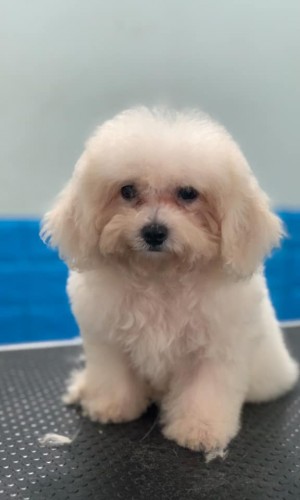 Poodle trắng thuần chủng 03