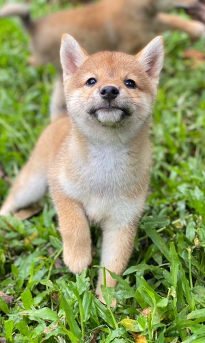 Shiba Inu Nhật thuần chủng 01 Shiba Inu Nhật thuần chủng 01