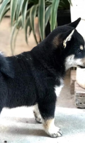 Shiba Inu Nhật thuần chủng 03 Shiba Inu Nhật thuần chủng 03
