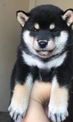 Shiba Inu Nhật thuần chủng 04